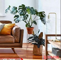 在澳洲生活，幫你盤點那些省時又省錢的家居實用好物